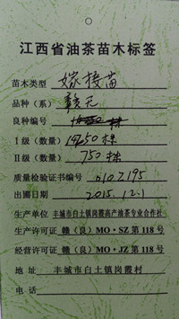 11月29日浙江丽水刘老板邮购两年生油茶苗1000株.